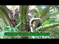 Panen sawit buah banyak menggunakan egrek palm king pro boss