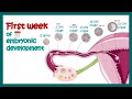 Embryology  fertilization cleavage blastulation  first week of embryonic development  zygote