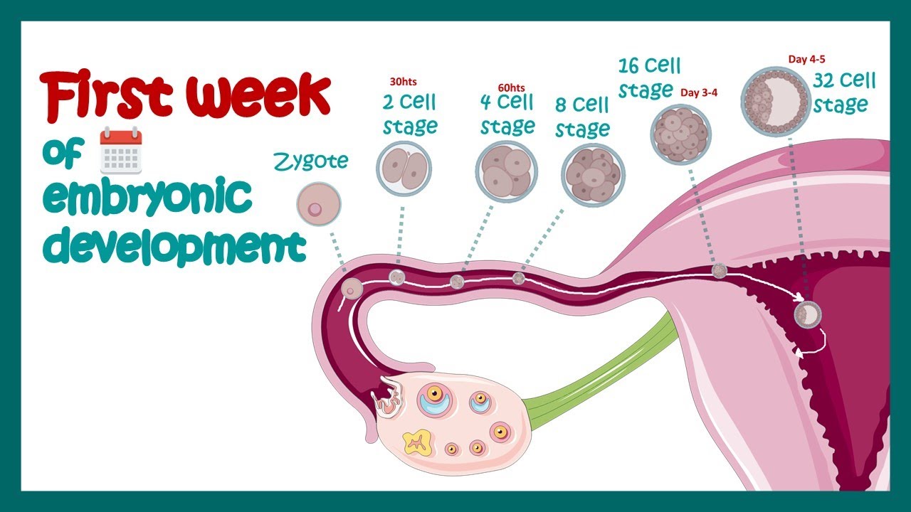 Embryology  Fertilization Cleavage Blastulation  First week of embryonic development  Zygote