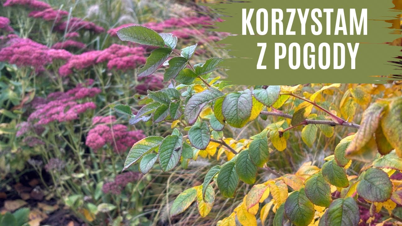 Korzystam z pogody 🍂🌞. Sadzę i przesadzam rośliny. 