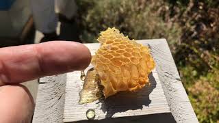 Harvesting Honey from the VPDBees  حصاد مستمر للعام الثالث على التوالي متوسط مبيعات يفوق 2100 دولار