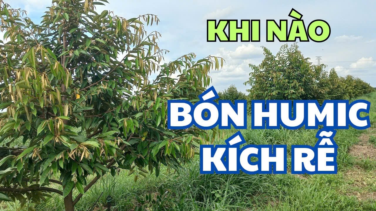 Khi nào bón humic, hữu cơ kích rễ cho sầu riêng đi đọt?