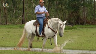 Torne tudo natural para seu cavalo