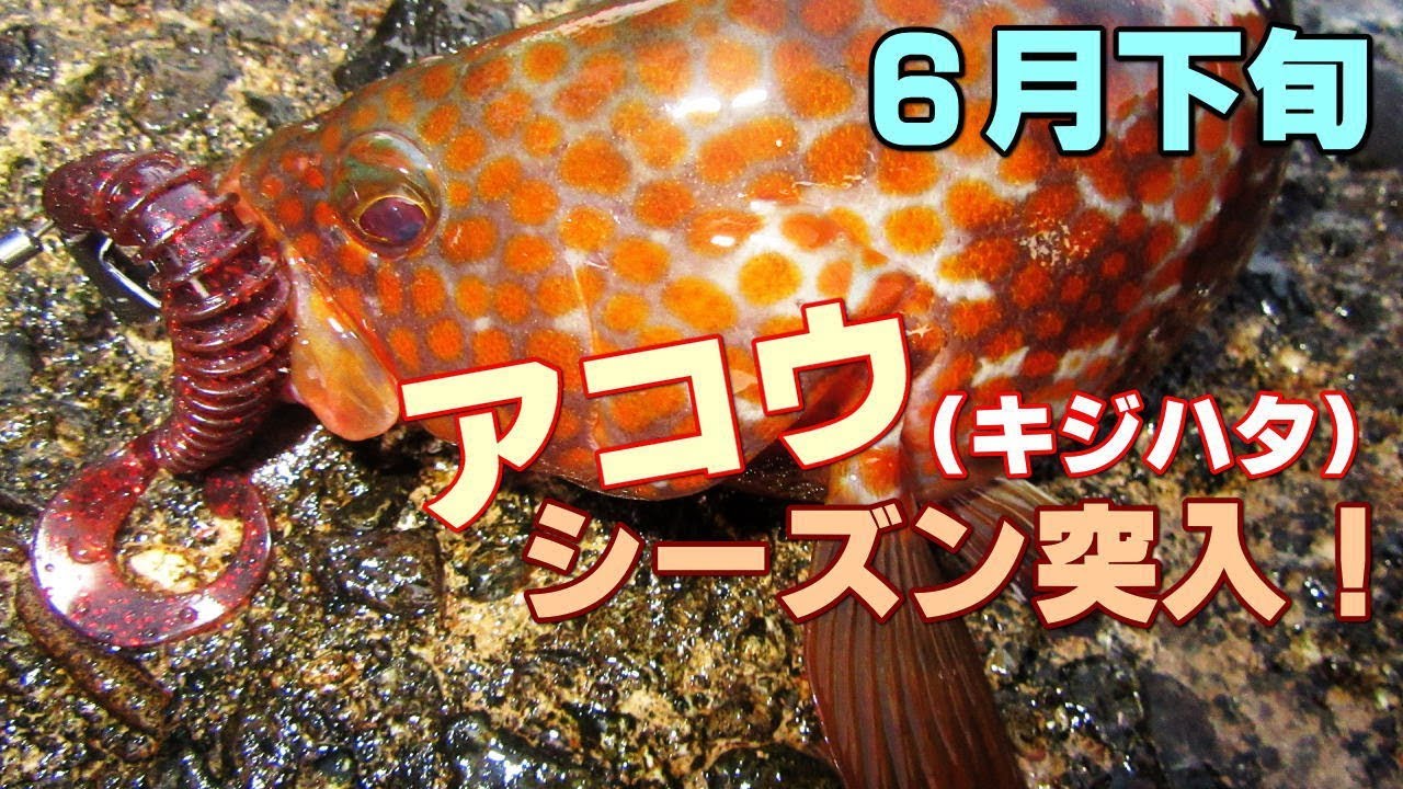 6月下旬 アコウ キジハタ シーズン突入in若狭湾 完全ボトムよりも少し浮かせ気味にしてガシラとアコウを釣り分けよう Youtube