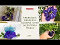 Grow &amp; Care for Aprajita Plant | Butterfly Pea Flower Benefits &amp; Tips #youtubeshorts #aprajita