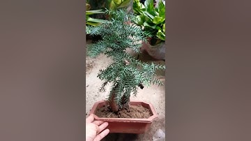 Bán cây tùng xương cá bonsai 0977973535