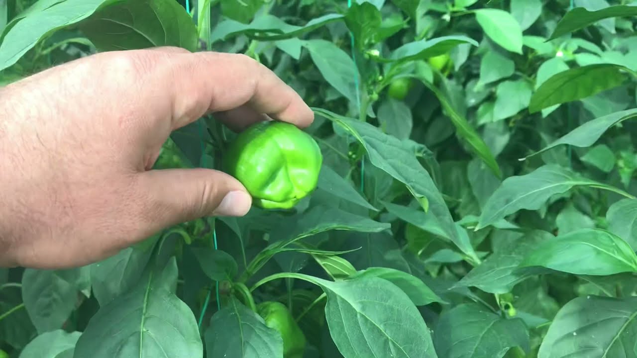 SERADA SAĞLIKLI DOLMA BİBER YETİŞTİRİCİLİĞİ