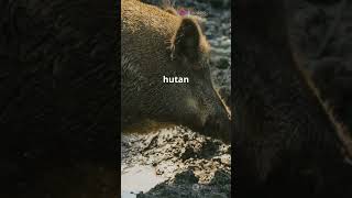 berikut fakta unik dan menarik tentang hewan #Shorts#YouTubeShorts #FaktaUnik #Hewan #AnimalFacts