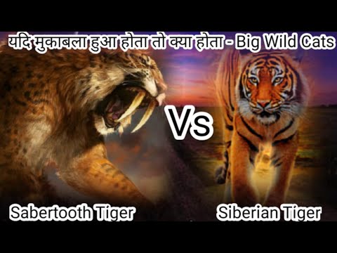 Sabertooth Tiger Vs Siberian Tiger || Siberian Tiger Vs Sabertooth