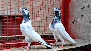 One of my Favourite Pair | Ch Sakhi Muhammad Bhatti Pigeons