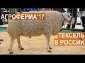 Овцы породы Тексель в России. Выставка АгроФерма-2017