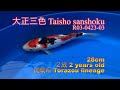 【錦鯉】大正三色 Taisho sanshoku  番号・Reference #R03-0423-03　2021年4月23日/April 23, 2021