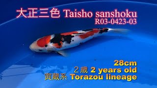 【錦鯉】大正三色 Taisho sanshoku  番号・Reference #R03-0423-03　2021年4月23日/April 23, 2021