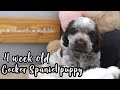 So Much To Learn 4 WEEK OLD Cocker Spaniel // Lollipop1996