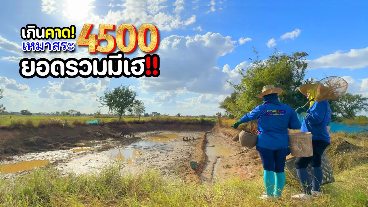 เหมาสระใหญ่ 4,500 ปลาซุกเต็มท่อ เฮสั่นส่งท้ายปี กับต้มส้มปลาหลดใบมะขามอ่อน แซ่บ ๆ / ตอนจบ