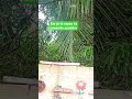 neném passarinho comendo sozinho