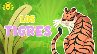 EL TIGRE .Vídeo educativo para niños.