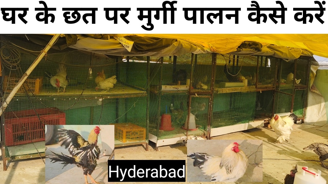 Ghar Ke Chhat Per Behtarin Murge Ka Setup Hyderabad Me 🐓