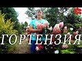 Самые красивые гортензии! И самые неприхотливые! Обзор.