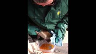 Fray de la truite arc-en-ciel - Extraction des œufs