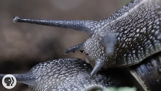 Everything You Never Wanted to Know About Snail Sex | Deep Look