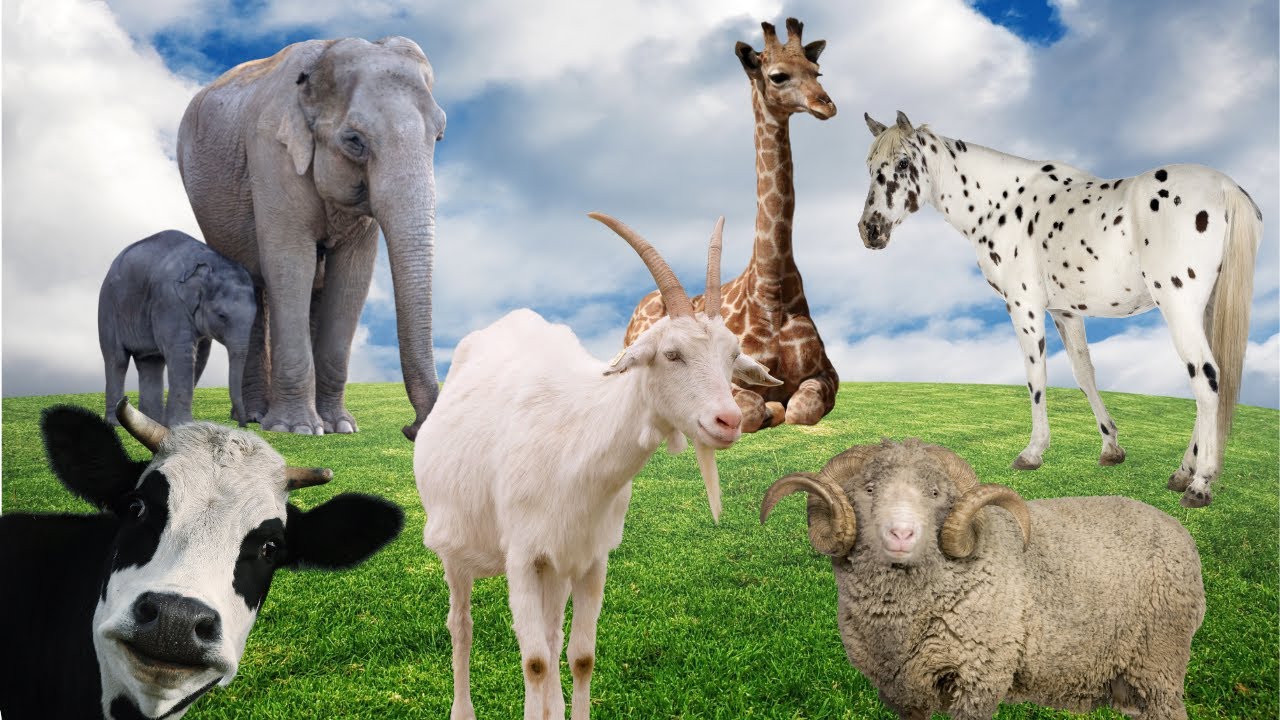Amazing Animal Friends: Sheep, Elephant, Giraffe, Cow, Goat and Horse