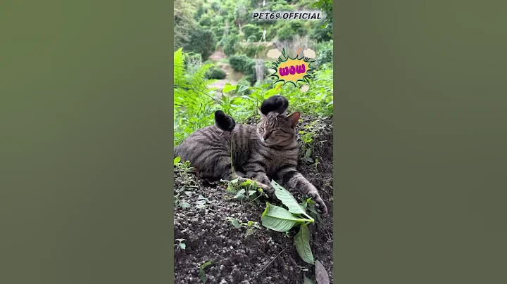Video 10999491: compilation funny cat cutecat, cats cute pets compilation, hilarious cat compilation, best cat reaction, cat fails