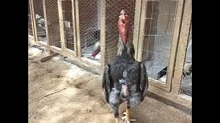 Shamo puro - Terra nova   11) 98151-4024  Moacir Salomão