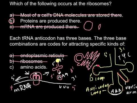 리보솜, mRNA, tRNA