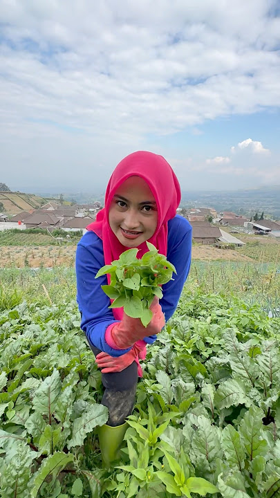 LOOKING FOR OTOKOWOK GRASS TO COOK