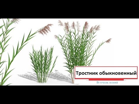 Обзор растения "Тростник обыкновенный"