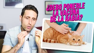 ¿Debo ponerle a mi gato la vacuna de la rabia?