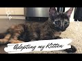 First Week with my Kitten! | Vlog 2019