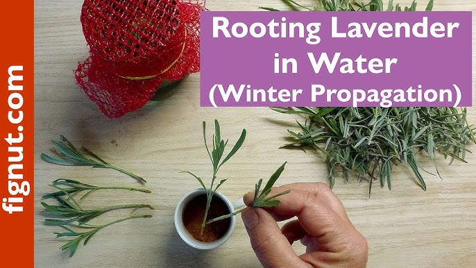 4 Easy Ways to Propagate Lavender Plants - A Step By Step Guide - Shiplap  and Shells