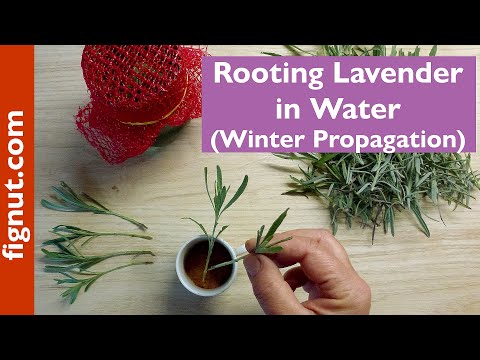 Rooting Lavender In Water (Winter Propagation)