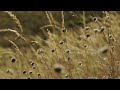 Deep Healing Meditation 🌿 432Hz Tibetan Bowls &amp; Ancient Gongs | Golden Meadow Ambience 4k