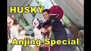 Gimana ya reaksi ANJING Saat Di Ulang tahunin !!!  | ULTAH HUSKY ( Si ANJING PINTAR )