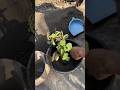বাগানবিলাস পটিং🥰 #foryou #gardening #plantsngardens #youtubeshorts #plants #flowers #garden