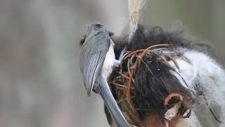 A Tufted Titmouse grabs Alpaca Fur for nesting material