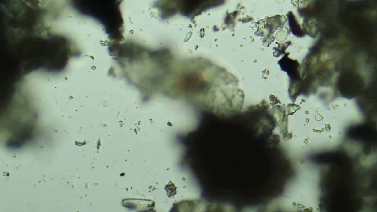 Moss Piglet or Water bear (Tardigrade)