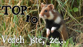 TOP 10 faktů o křečcích