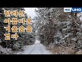 이국적인 제주 한라산 겨울 숲 설경/The beautiful winter forest of Hal la san Mountain in Je ju Island