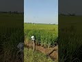"🌾Kheton Mein Farming Aur Saath Hi Nadi Ka Jalwa 🚜 | Green Farming 2025"