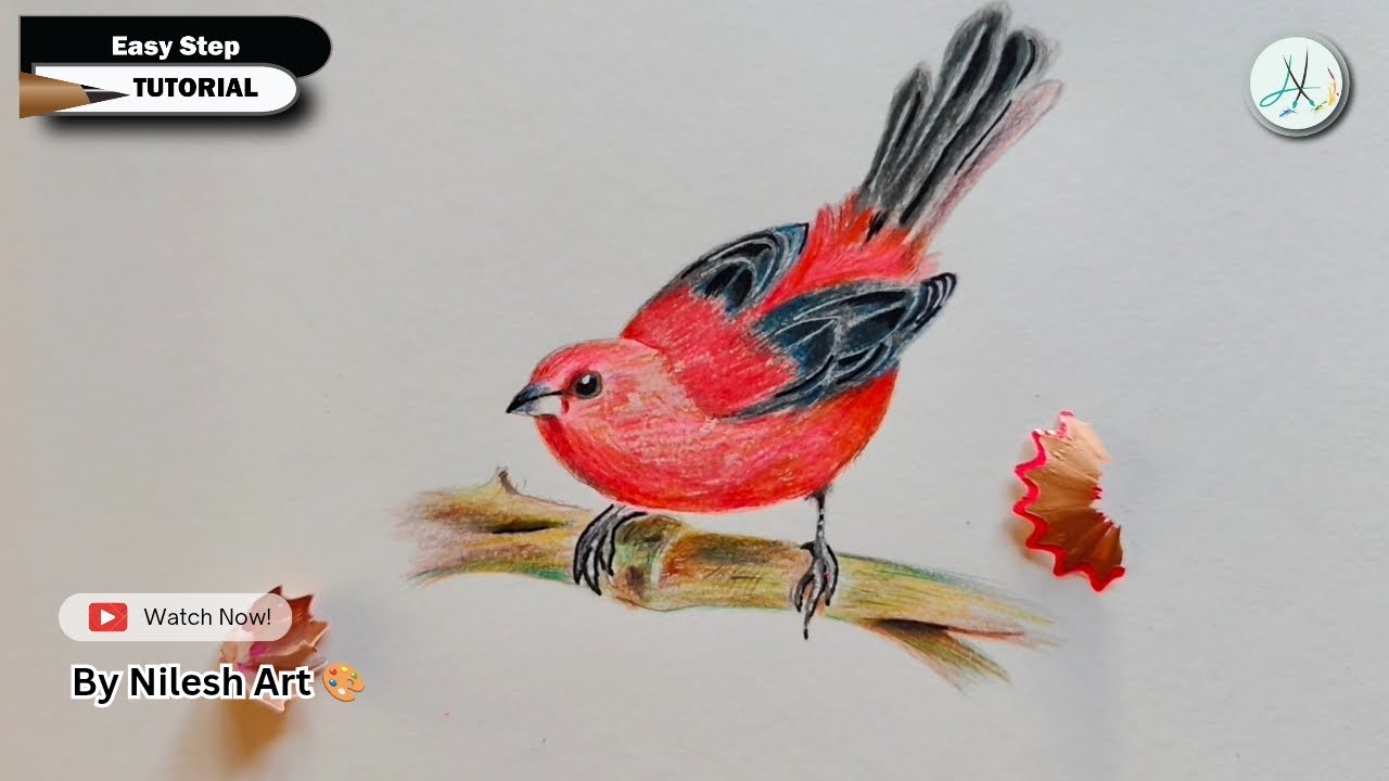 How to draw a Little Red sparrow with colour pencils step by step tutorial for beginners II