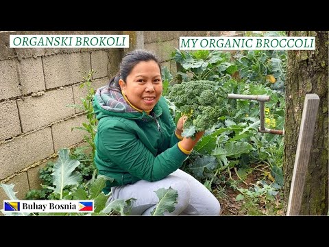 Video: Growing Broccoli Rabe: Sadnja brokule Rabe u vrtu