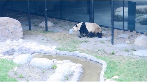 Panda House Opens at Copenhagen Zoo