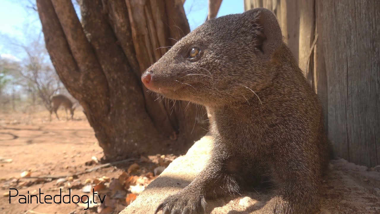 Dwarf Mongoose - Scientific Names Explained