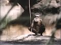 El crepúsculo de los aborígenes de Australia - National Geographic 1988