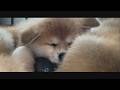 じいちゃんの秋田犬【大家族編】#57　ウトウトと