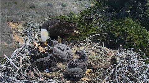 Sauces Channel Island Eagle Cam ~ Youngest Eaglet Swallows Fish Whole  4.18.18